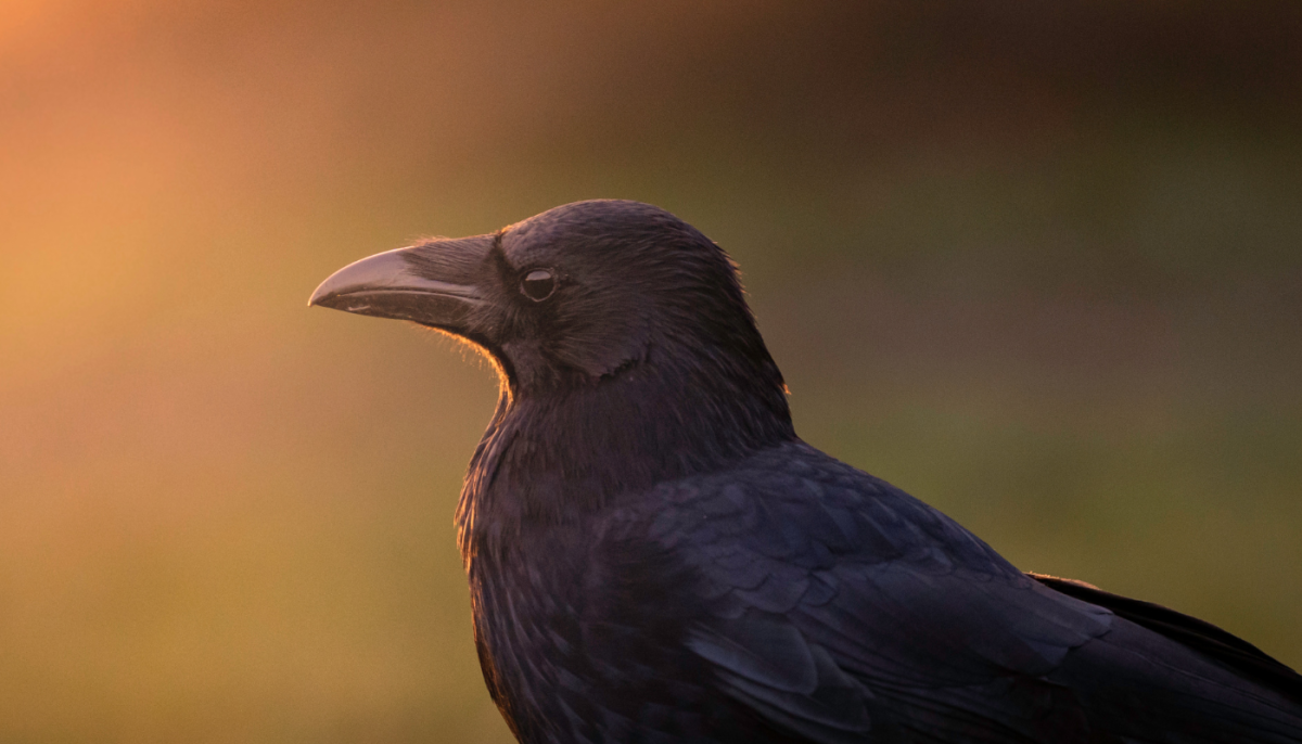 Can You Keep A Crow As A Pet UK