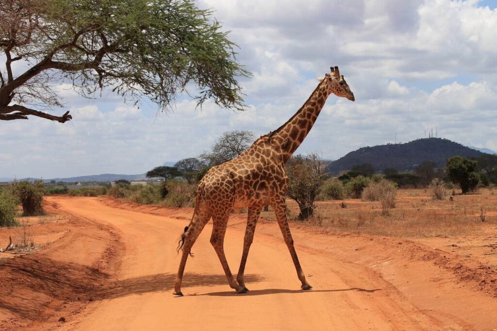 How do giraffes pump blood to their heads
