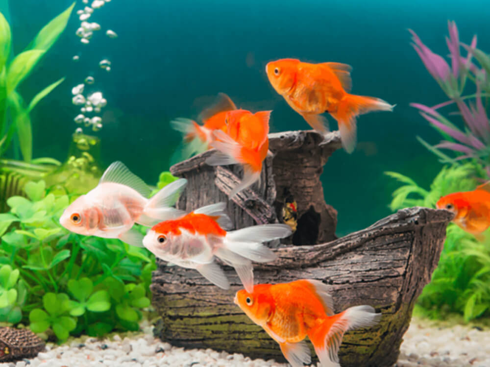Maintaining a Clean Goldfish Tank: A Simple Guide