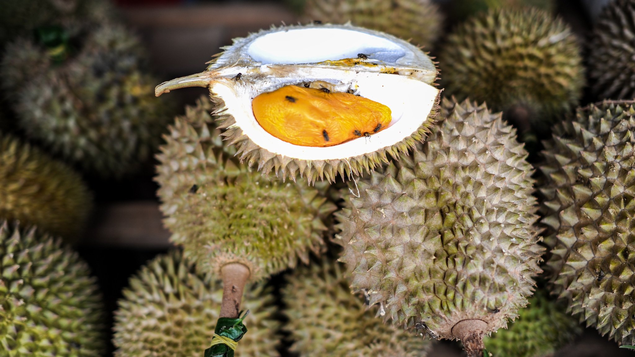 Is Durian Illegal in Singapore
