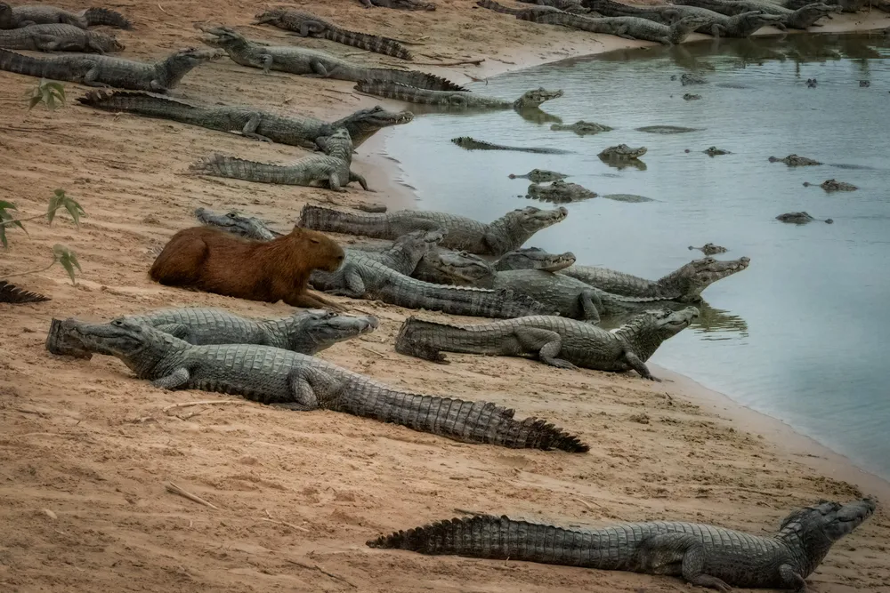 Why Don't Crocodiles Eat Capybaras