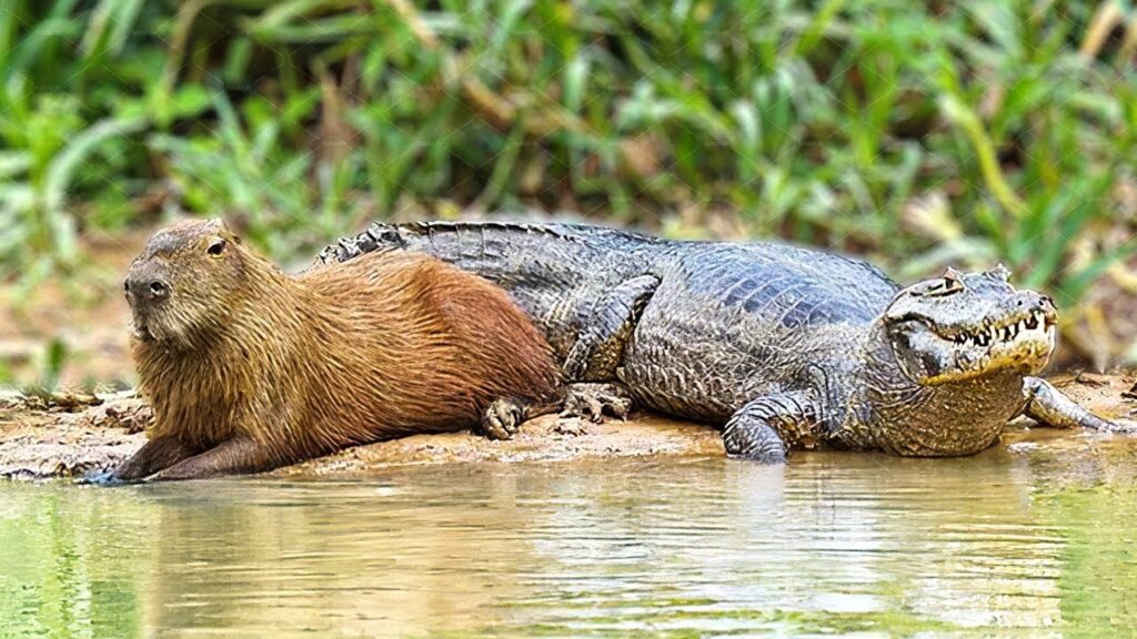 The Capybara: Nature's Gentle Giant