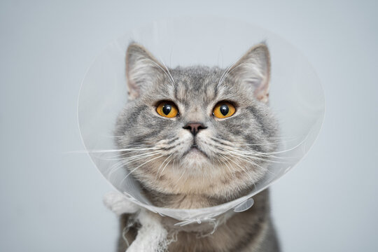 How does a cat cone prevent licking, biting, or scratching