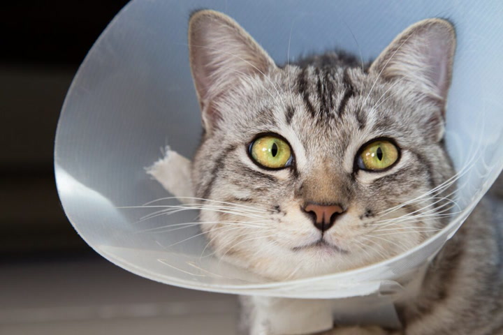 How can one assess a cat's healing progress while using a cone