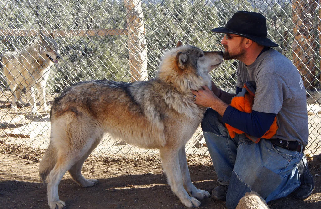 What Are The Benefits of Having a Wolf Dog