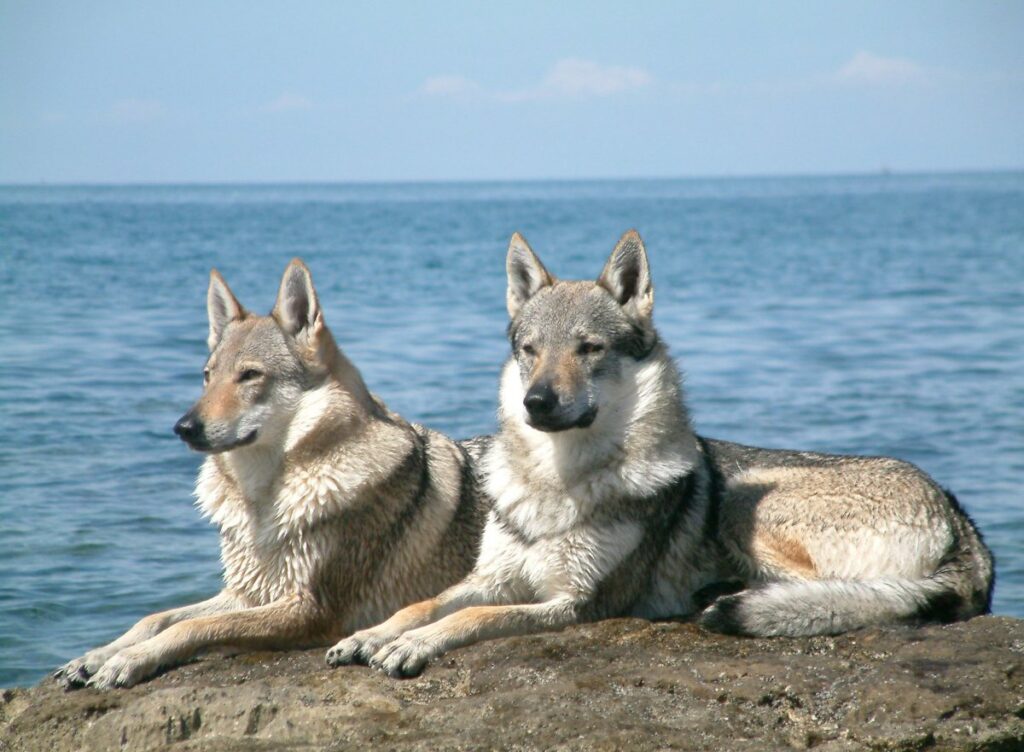 What Are Wolf Dogs