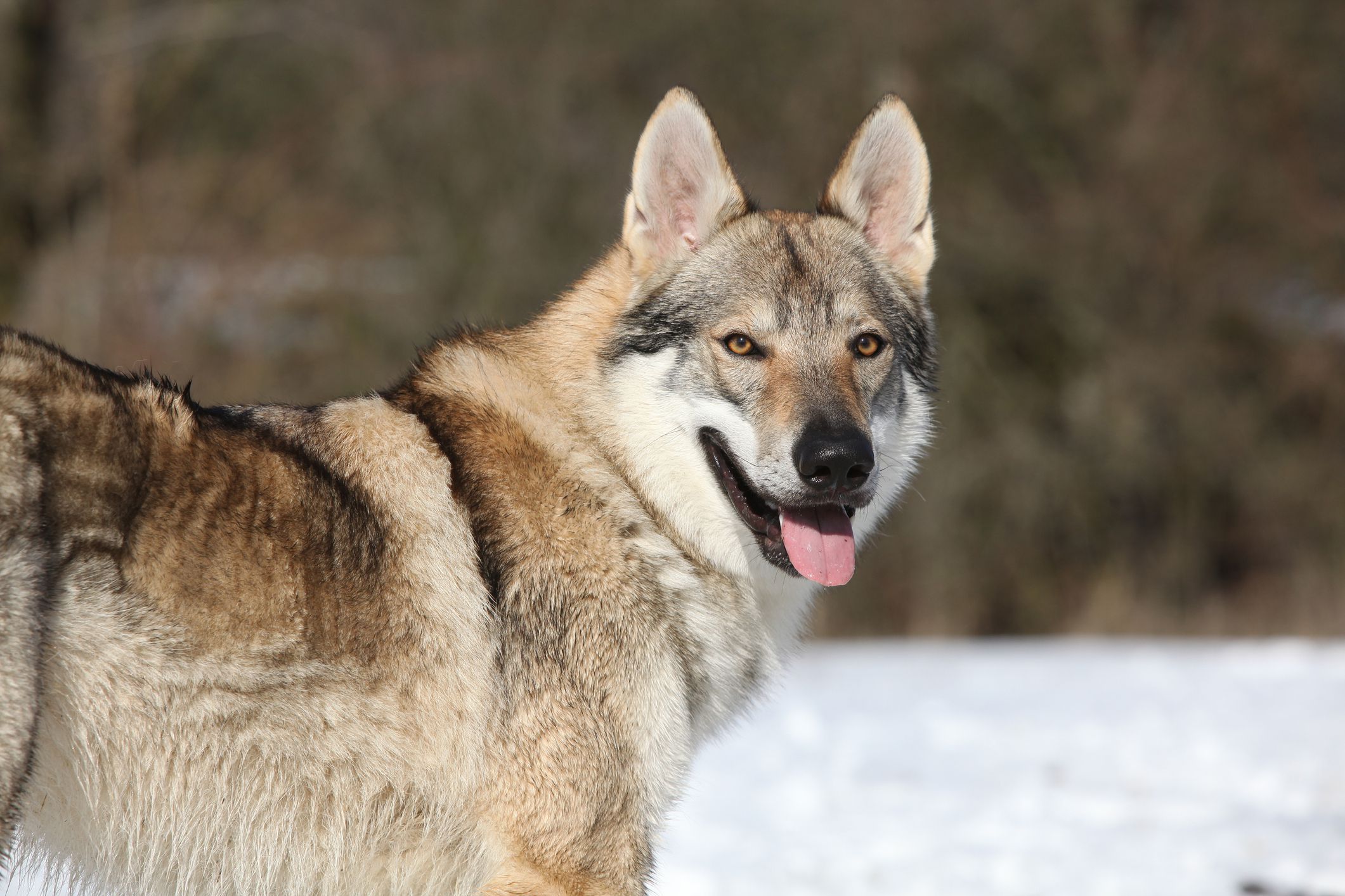 are wolf dogs legal in uk