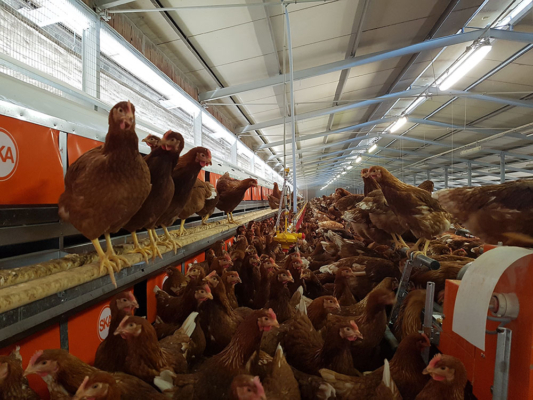 How Much Does It Cost To Build A Commercial Chicken House