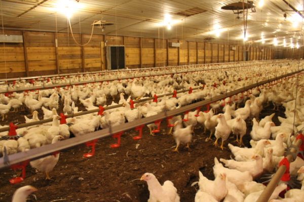 Factors That Affect How Much It Costs to Start a Poultry Farm