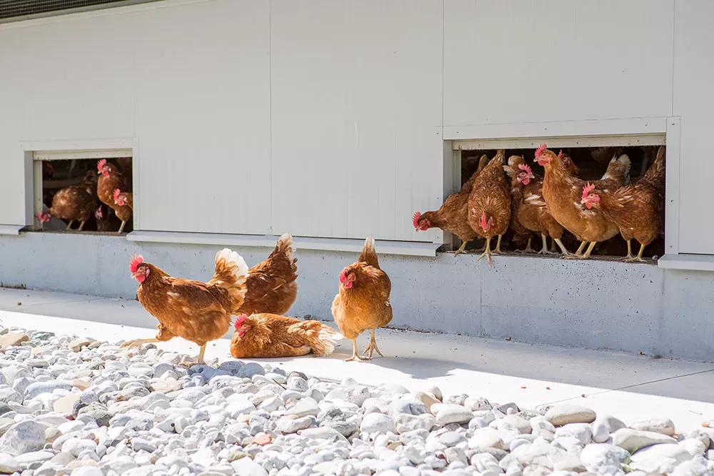 Tips for Cost-Effective Commercial Chicken House Construction
