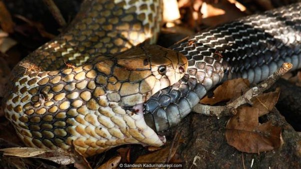 What triggers self-cannibalism in snakes
